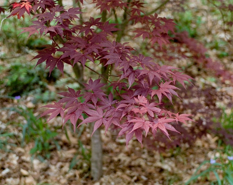 Acer palmatum 'Moonfire', Japanischer Ahorn, rot, 60–80 cm