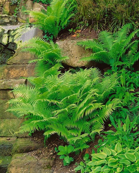 Garten mit Mauer und Farnpflanzen