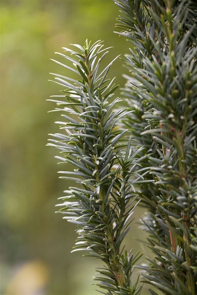 Taxus baccata 'Fastigiata Robusta', Säuleneibe, 30–40 cm