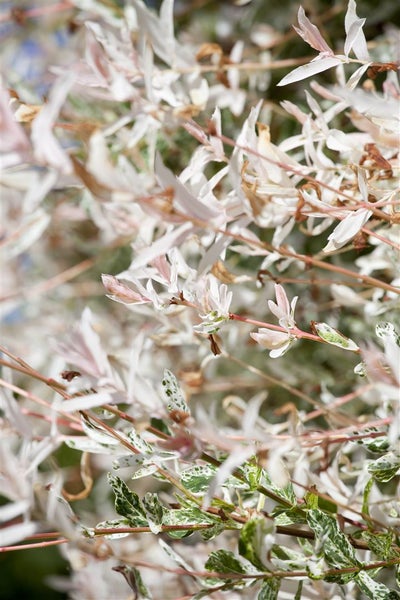 Salix integra 'Hakuro Nishiki', Japanische Weide, rosa-weiß, 100 cm Stammhöhe