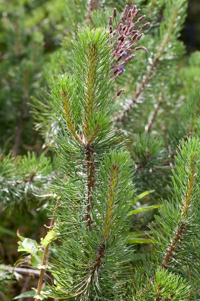Pinus uncinata, Berg-Kiefer, 60–70 cm