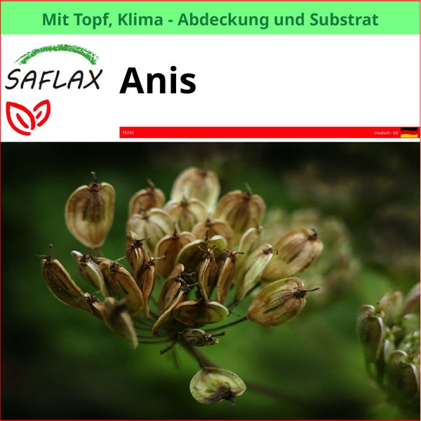 Saflax Anis Pflanze mit Topf, Klimaabdeckung und Substrat