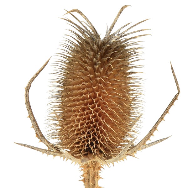 Getrockneter Kopf einer Karde, braun und stachelig, natürliches Dekoelement für Trockengestecke.