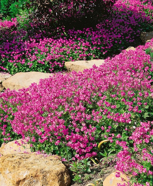 Geranium x cantabrigiense 'Cambridge', Storchschnabel, ca. 9x9 cm Topf