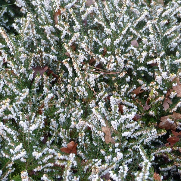 Nahaufnahme von Heidekraut mit weißen Blüten