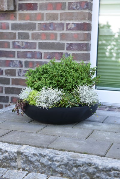 Schwarze Pflanzschale auf einer Terrasse mit einem kleinen Nadelgehölz, Gitterkraut und verschiedenen Bodendeckern vor einer Ziegelwand.