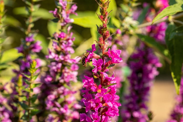 Blütenstand mit purpurroten Blüten und einer Biene