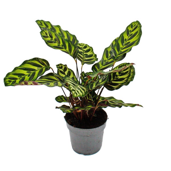Schattenpflanze mit besonderem Blattmuster Calathea makoyana Korbmarante 14cm Topf ca. 35-40cm hoch
