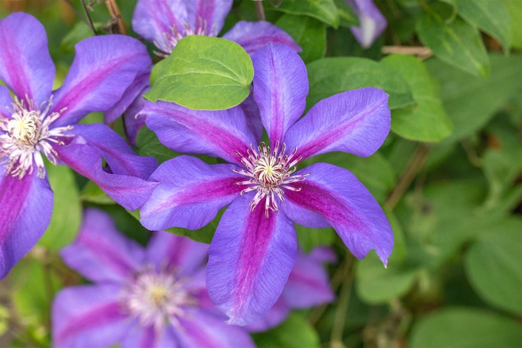 Clematis Hybride 'Mrs.N.Thompson', großblumig, 60–100 cm