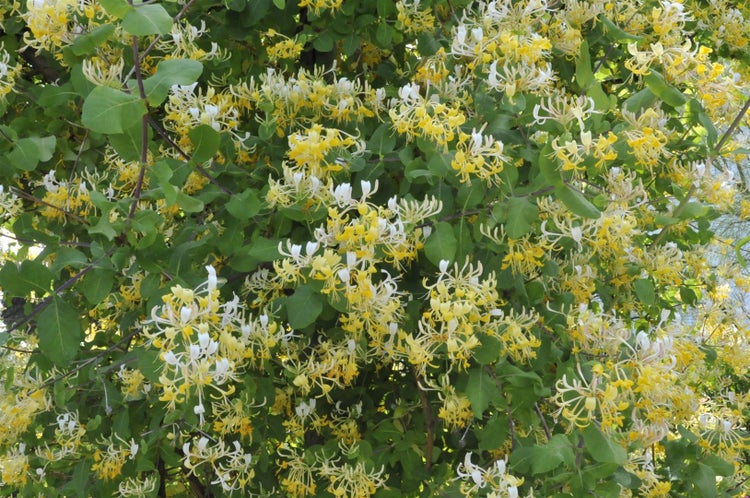 Lonicera japonica 'Halliana', Japanisches Geißblatt, cremeweiß, 100–150 cm