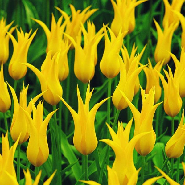 Feld mit gelben Tulpenblüten
