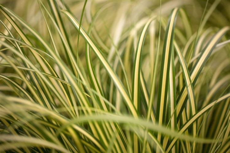 Carex oshimensis 'Evergold', Ziergras, gelb-grün, ca. 9x9 cm Topf