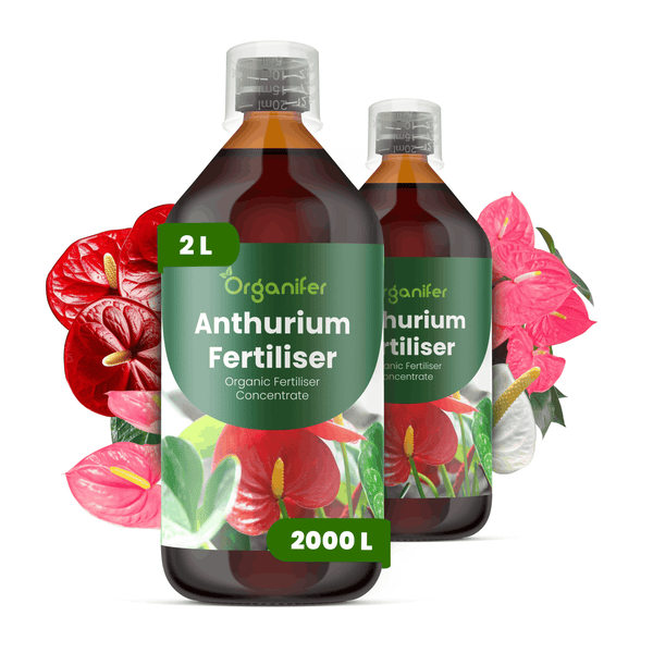 Organifer Anthurien-Dünger Konzentrat, 2 Liter, reicht für circa 2000 Liter Gießwasser, organischer Dünger für Anthurien.