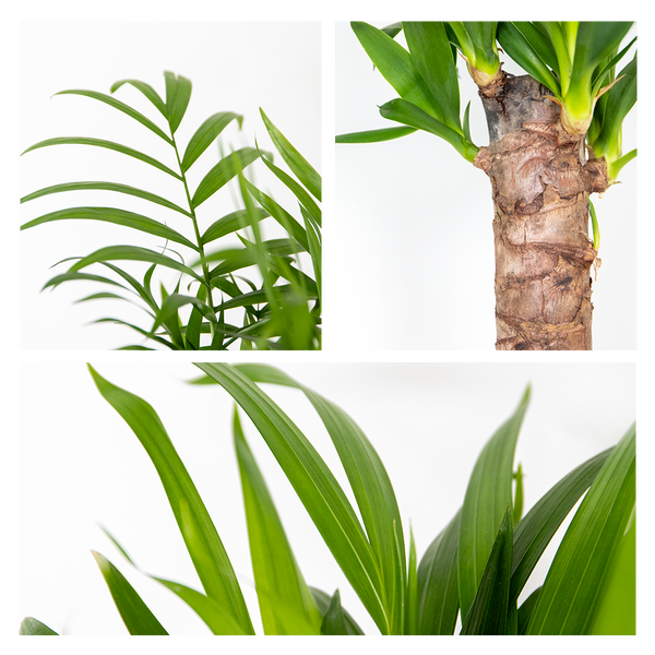 3x Tropische Palmenmischung – Dypsis-Chamaedorea-Yucca – Pflegefreundlich – ⌀12 cm – ↕20-45 cm