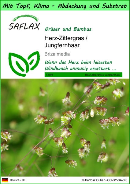 SAFLAX Garden to go - Herz-Zittergras / Jungfernhaar - Briza media - 75 Samen - Mit Topf, Klima - Deckel und Anzuchtsubstrat