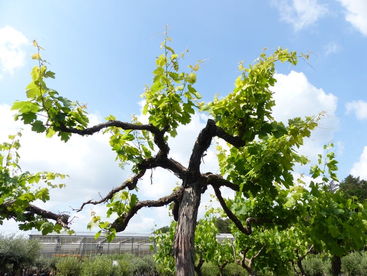 Alte Weinrebe mit dickem, holzigem Stamm und grünen Blättern vor einem Gewächshaus und blauem Himmel.