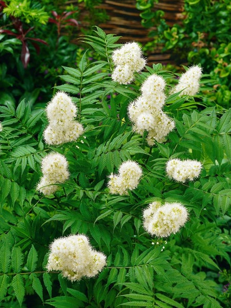Sorbaria sorbifolia 'Sem', Fiederspiere, buntes Laub, 30–40 cm