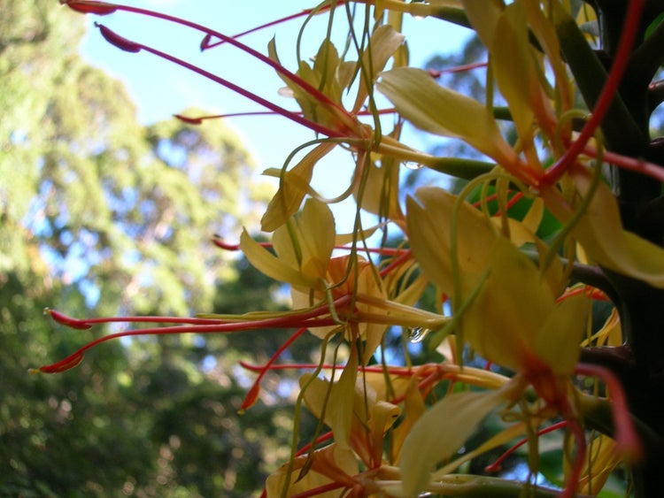 SAFLAX Garden to go - Riesen - Schmetterlingsblume - Hedychum gardnerianum - 10 Samen - Mit Topf, Klima - Deckel und Anzuchtsubstrat