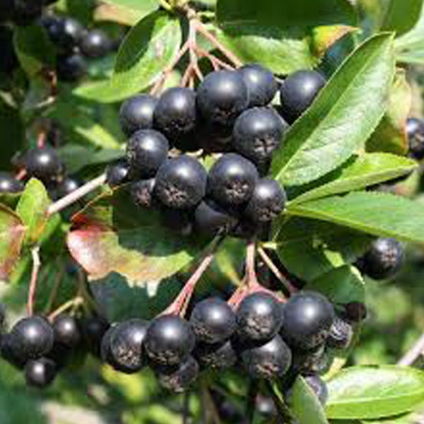 Aronia-Beeren mit Blättern