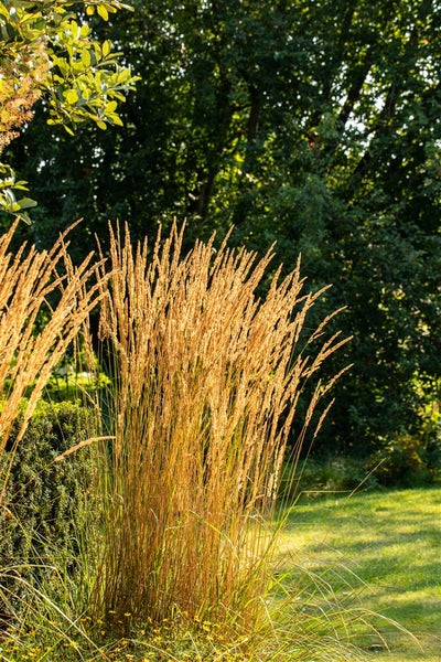 Calamagrostis x acutiflora 'Karl Foerster', Reitgras, ca. 9x9 cm Topf