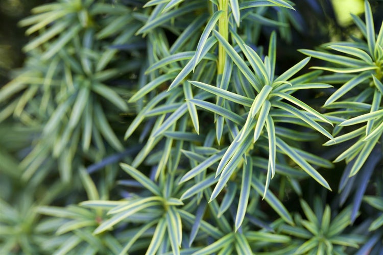 Taxus baccata 'Fastigiata Aureomarginata', Gelbbunter Eibenbaum, 30–40 cm
