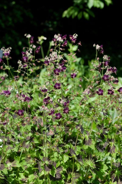 Geranium phaeum 'Samobor', Storchschnabel, dunkelviolett, ca. 9x9 cm Topf