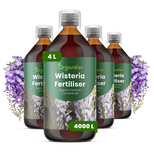 Organifer Wisteria Fertiliser, organisches Düngerkonzentrat für Blauregen, 4 Liter in 4 Flaschen, reicht für 4000 Liter, Organifer Logo.