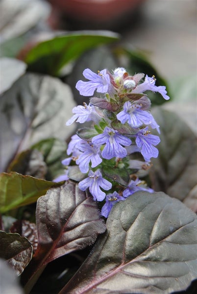 Ajuga reptans, Günsel, ca. 9x9 cm Topf, bodendeckend