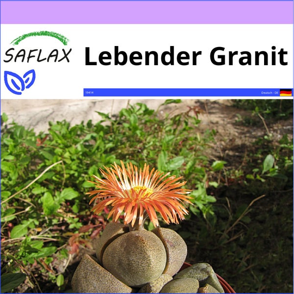 SAFLAX  - Lebender Granit - Pleiospilos nelii - 40 Samen