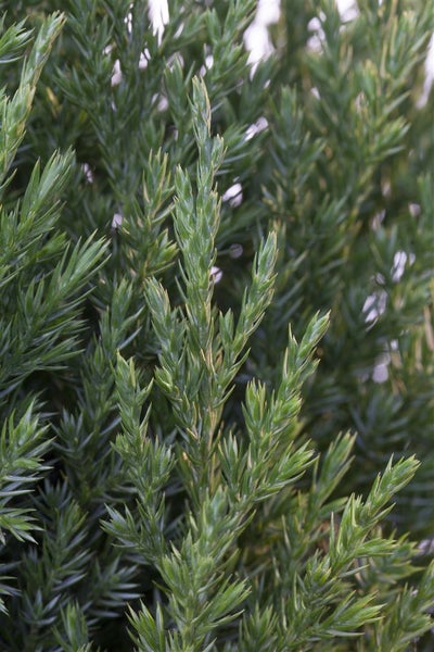 Juniperus chinensis 'Stricta', Chinesischer Wacholder, 40–50 cm