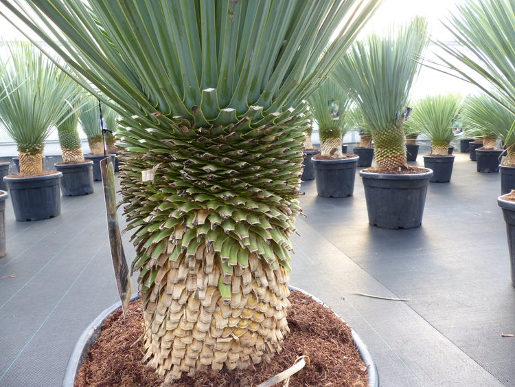 Yucca Rostrata 150 - 160 cm, Stamm 30 - 35 cm winterhart