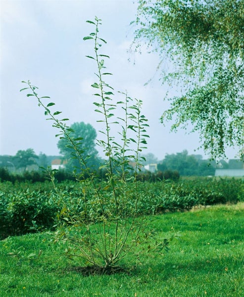 Salix cinerea, Grau-Weide, 60–100 cm