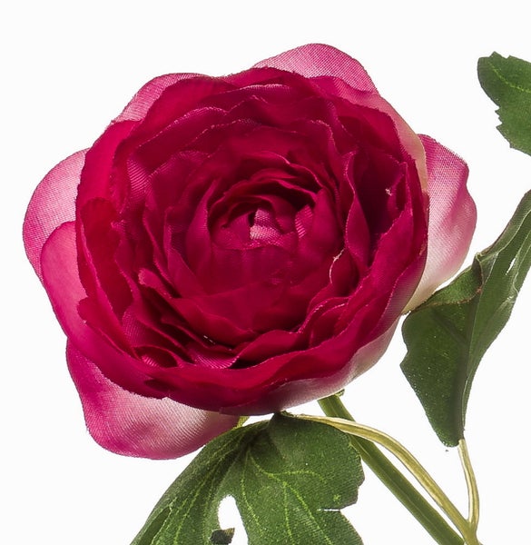 Detailaufnahme der schmalen, glänzenden Blätter einer Ficus Zimmerpflanze.