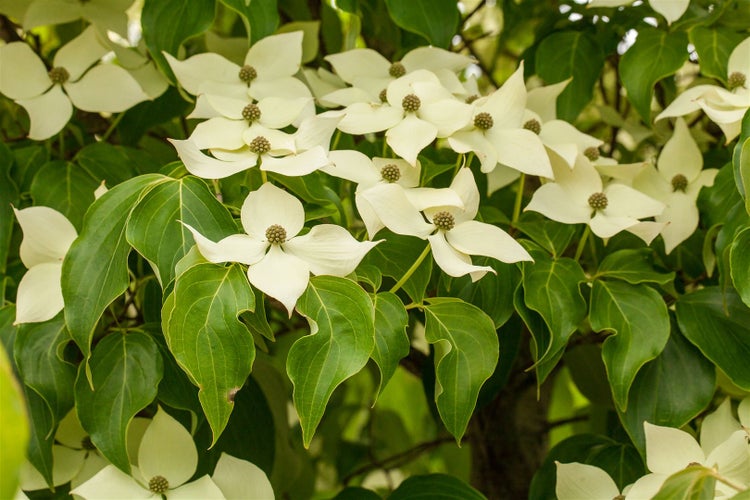 Cornus kousa chinensis 'Claudia', Chinesischer Blumen-Hartriegel, 40–60 cm