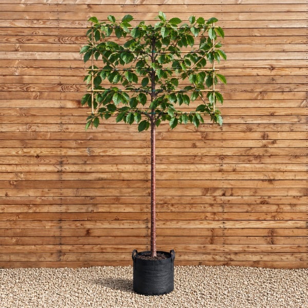 Spalierbaum mit rechteckig geformter Krone an einem Bambusgerüst in einem schwarzen Pflanzkübel vor einer Holzwand.