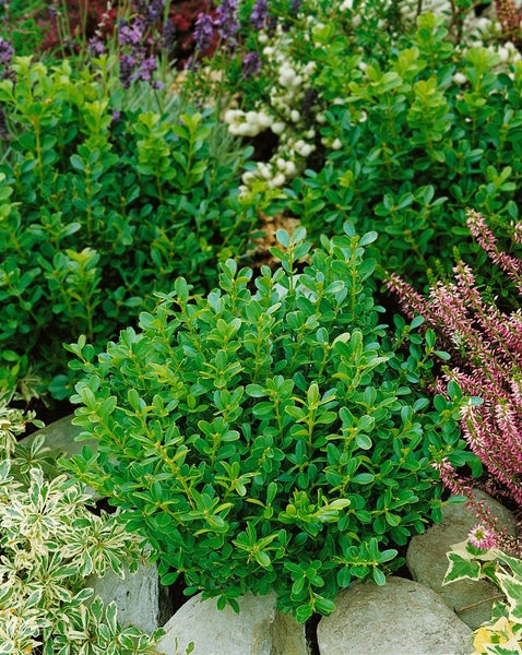 Buxus sempervirens 'Herrenhausen', Buchsbaum, immergrün, 30–40 cm