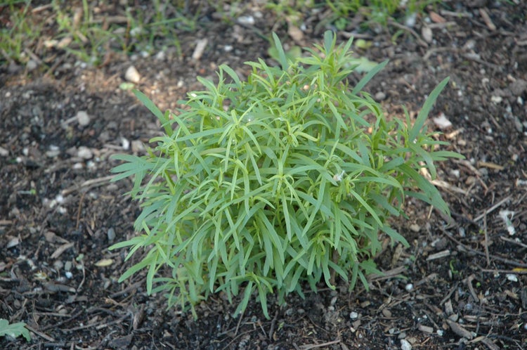 Artemisia dracunculus, Estragon, aromatisch, ca. 9x9 cm Topf