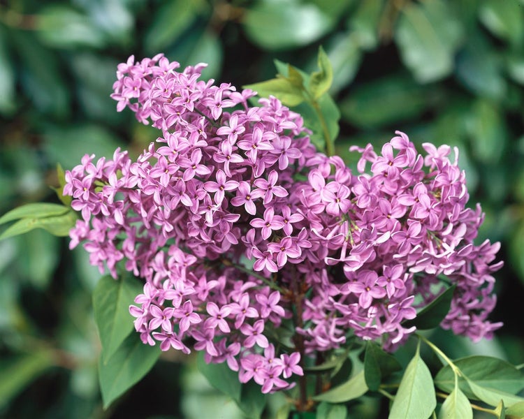 Syringa chinensis 'Saugeana', Chinesischer Flieder, purpurrot, 60–100 cm