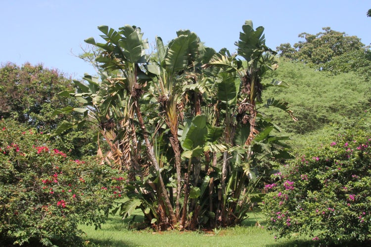 SAFLAX Anzucht Set - Paradiesvogelblume (nicolai) - Strelitzia nicolai - 5 Samen - Mit Mini-Gewächshaus, Anzuchtsubstrat und 2 Töpfen