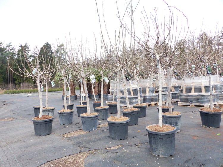 Feigenbaum 180 cm Stammumfang 13 - 16 cm, winterhart, kräftiger Stamm, Ficus Carica, Feige, Obst