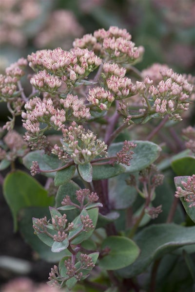 Sedum telephium, Fetthenne, ca. 9x9 cm Topf, sukkulent