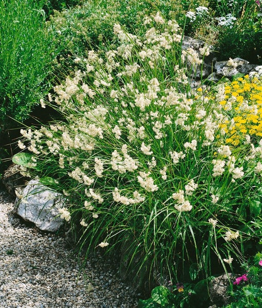 Blühendes Büschelgras im Gartenbeet