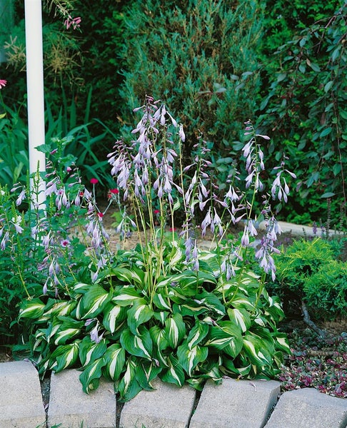 Funkie mit Blättern und Blüten im Gartenbeet