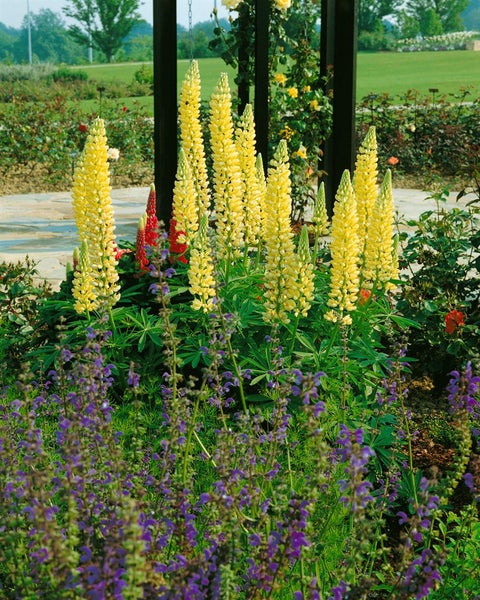 Lupinus polyphyllus 'Kronleuchter', Lupine, gelb-rot, ca. 11x11 cm Topf