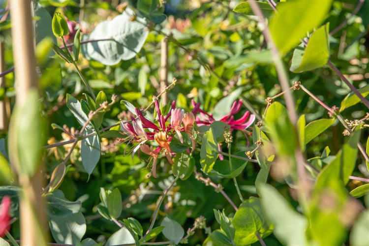 Lonicera caprifolium, Jelängerjelieber, 100–150 cm, duftend