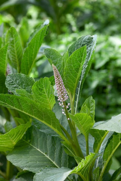 Phytolacca acinosa, Kermesbeere, ca. 11x11 cm Topf, dekorative Beeren
