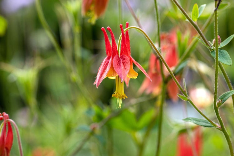 Nahaufnahme einer Akelei im Garten.