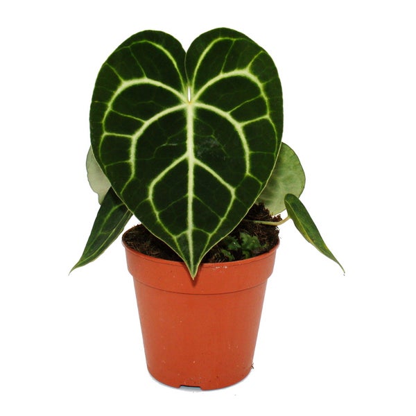 Flamingoblume - Anthurium clarinervium - Herzblattblume - 12cm Topf