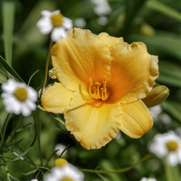 Bloomique - 3er Set - Hemerocallis Stella d'Oro - Taglilie - Gartenpflanzen - Winterhart - Höhe 10-20 cm - Topf 9x9 cm