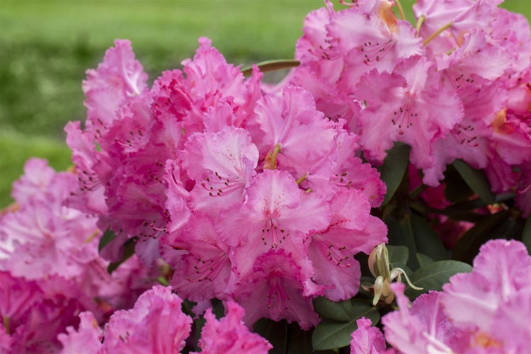 Rhododendron Hybr. 'Haithabu', Rhododendron, rosa Blüten, 40–50 cm